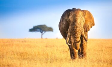 3 DAY – BIG FIVE SAFARI