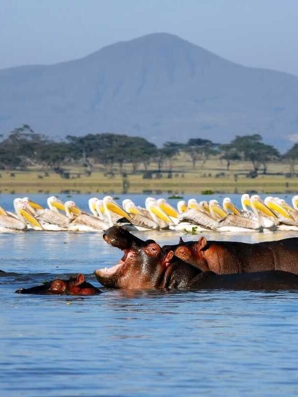 lake-nakuru-national-park-and-lake-naivasha-day-tour_DZwpB