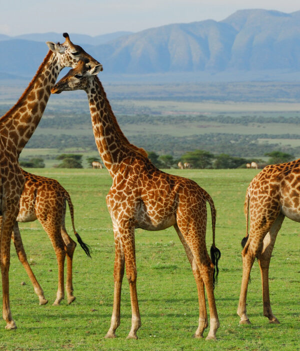 serengeti-national-park-tanzania